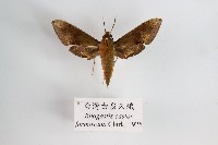 藏品(臺灣白肩天蛾)的圖片