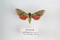 藏品(榆綠天蛾)的圖片