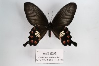 藏品(紅珠鳳蝶)的圖片