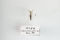 藏品(綠大齒螳)的圖片