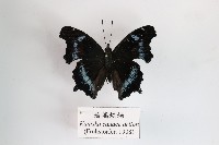 藏品(琉璃蛺蝶)的圖片