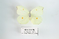 藏品(圓翅鉤粉蝶)的圖片