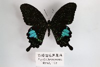 藏品(臺灣琉璃翠鳳蝶)的圖片