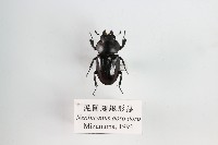 藏品(泥圓翅鍬形蟲)的圖片