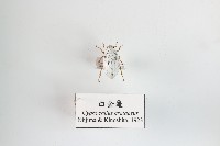 藏品(白金龜)的圖片