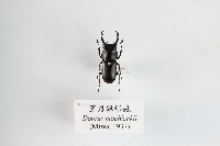 藏品(望月鍬形蟲)的圖片