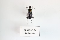 藏品(豔胸步行蟲)的圖片