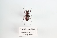 藏品(姬深山鍬形蟲)的圖片