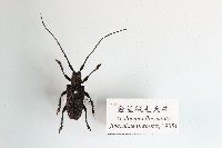 藏品(金星絨毛天牛)的圖片