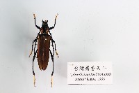 藏品(臺灣麝香天牛)的圖片