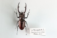 藏品(臺灣深山鍬形蟲)的圖片