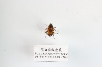 藏品(黑斑陷紋金龜)的圖片