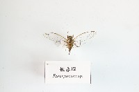 藏品(姬春蟬)的圖片