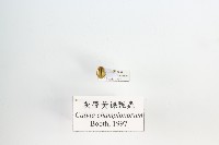 藏品(灰帶黃裸瓢蟲)的圖片