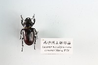 藏品(高砂深山鍬形蟲)的圖片