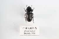 藏品(平頭大鍬形蟲)的圖片