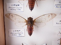 藏品(臺灣騷蟬)的圖片