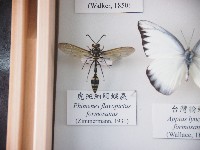 藏品(虎斑細腰蜾蠃)的圖片