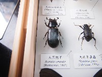 藏品(大黑艷甲)的圖片