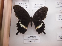 藏品(玉帶鳳蝶)的圖片