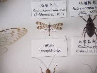 藏品(蠍蛉)的圖片