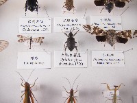 藏品(大褐象鼻蟲)的圖片