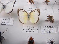藏品(尖翅粉蝶)的圖片
