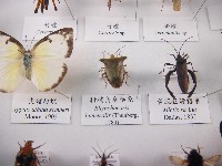 藏品(柑橘角肩椿象)的圖片