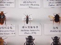 藏品(橘紅背獵椿象)的圖片