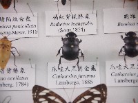 藏品(爪哇大黑糞金龜)的圖片