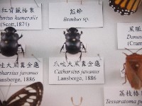 藏品(爪哇大黑糞金龜)的圖片