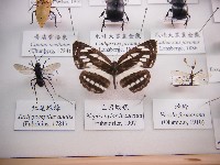 藏品(豆環蛺蝶)的圖片