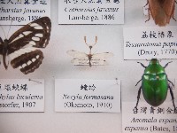 藏品(螳蛉)的圖片