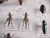 藏品(竹蝗)的圖片