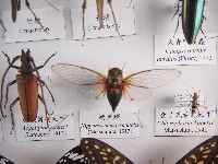 藏品(端黑蟬)的圖片