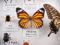 藏品(黑脈樺斑蝶)的圖片