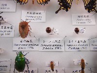 藏品(小十三星瓢蟲)的圖片