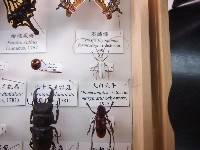 藏品(大白天牛)的圖片