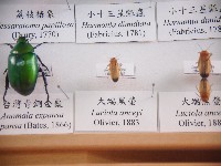 藏品(大端黑螢)的圖片