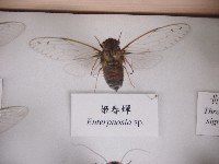 藏品(姬春蟬)的圖片