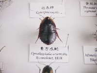 藏品(東方水蠊)的圖片