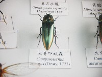藏品(大青叩頭蟲)的圖片