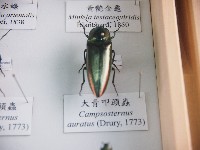 藏品(大青叩頭蟲)的圖片