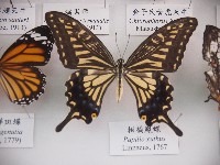 藏品(柑橘鳳蝶)的圖片