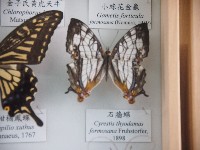 藏品(石牆蝶)的圖片