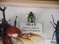 藏品(綠艷金龜)的圖片