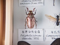藏品(臺灣白條金龜)的圖片