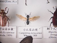 藏品(臺北巨山蟻)的圖片