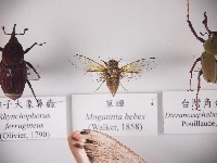 藏品(草蟬)的圖片