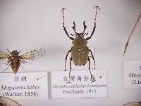 藏品(臺灣角金龜)的圖片